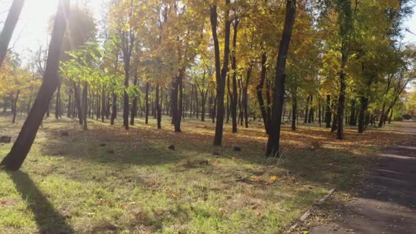 Folhas Amarelas Árvores Chão Parque Outono Vídeo Filmado Por Drone — Vídeo de Stock