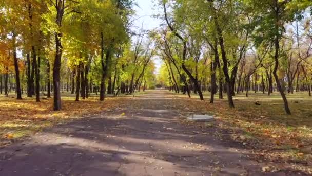 Beco Parque Outono Folhas Amarelas Árvores Chão Vídeo Filmado Por — Vídeo de Stock