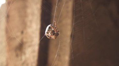 Örümceği sarar Avını yakalar.