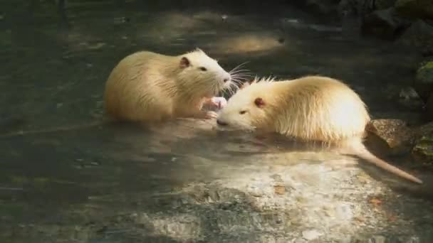 Две Желтые Нутрии Грызут Ветку Воде Сидят Водяные Крысы — стоковое видео