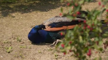 Tavuskuşu yerde oturuyor. Güneşli bir gün