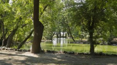 Ağaçların arasında pitoresk bir gölet. Güneşli bahar günü