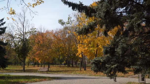 秋の公園 公園内のベンチ — ストック動画
