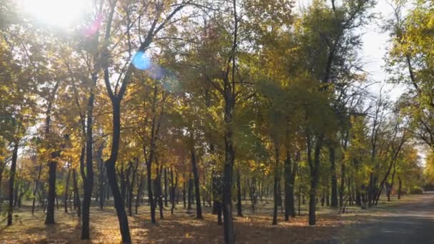 Árvores Parque Público Outono Raio Sol Entre Ramos Árvores — Vídeo de Stock