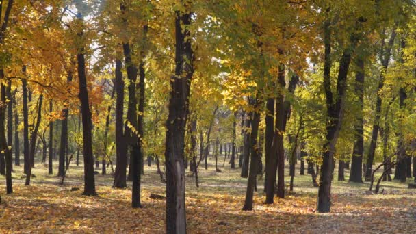 Arbres Feuillage Jaune Dans Parc Public Automne Journée Ensoleillée — Video