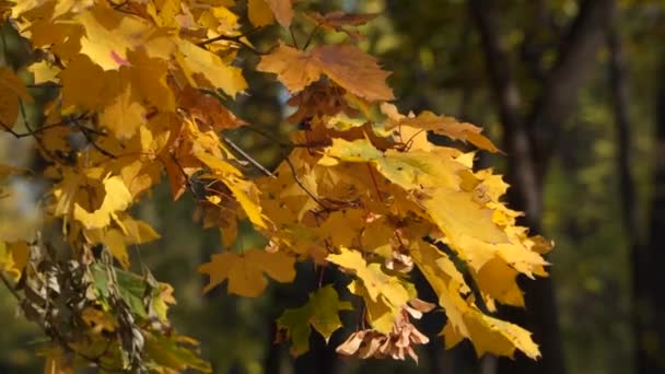 Javorová Větev Žlutým Listím Podzimní Přírodní Park — Stock video