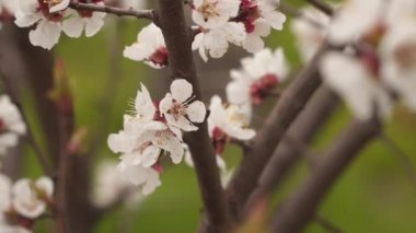 Flowers on a branch of a fruit tree. Natural spring background