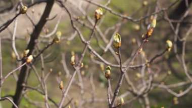 Buds in spring on the branch of a chestnut tree. Signifying Rebirth