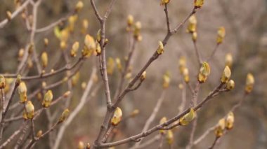Opening chestnut buds on a tree branch.