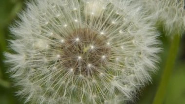 Closeup of Fluffy Dandelion in a Green Field in Summer
