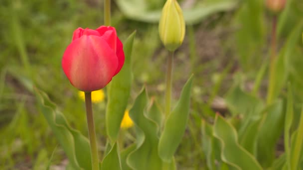 Red Tulip Green Grass Natural Spring Background — Stockvideo