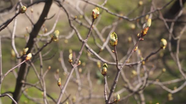 栗の木の枝に春に芽 再生を意味する — ストック動画