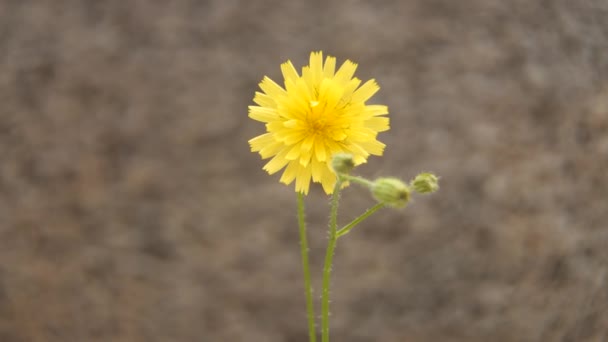 Yellow Flower Gray Background Background Out Focus — Vídeos de Stock