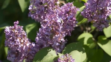 Bees on flowers of blooming lilac.