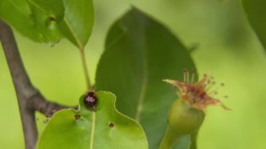 Ladybug on a green leaf, she folds her wings.