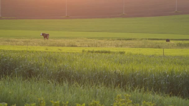 Cows Leash Graze Pasture Evening Time Rural Scene — Stock video