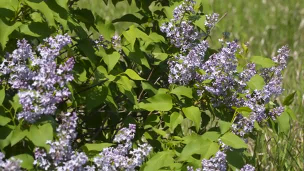 Una Rama Lilas Florecientes Día Soleado Fondo Primavera Natural — Vídeo de stock