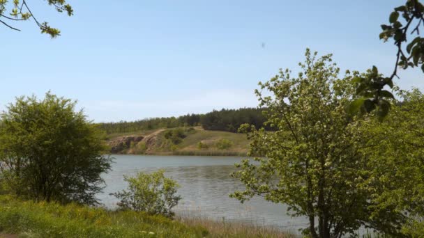 Grass Bushes Trees River Bank Natural Spring Background — Stok video