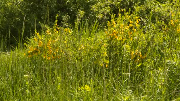 Bush Yellow Flowers Tall Grass Natural Spring Background — Stok video