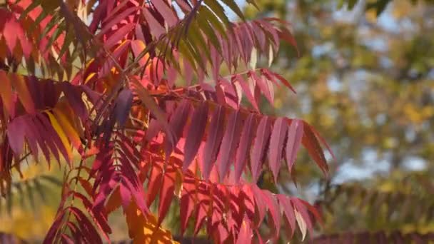 Ветка дерева с красными осенними листьями — стоковое видео