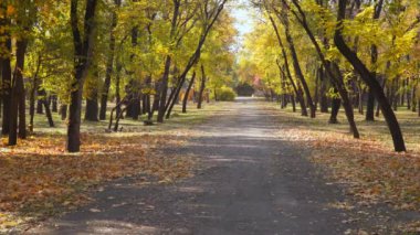 Sonbahar parkta yürüyüş yolu.