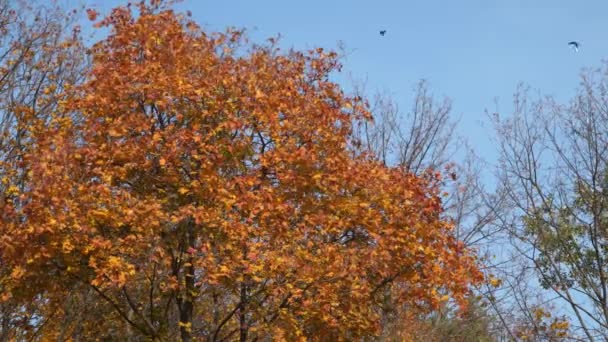 Árbol con hojas amarillas de otoño contra el cielo azul. — Vídeo de stock