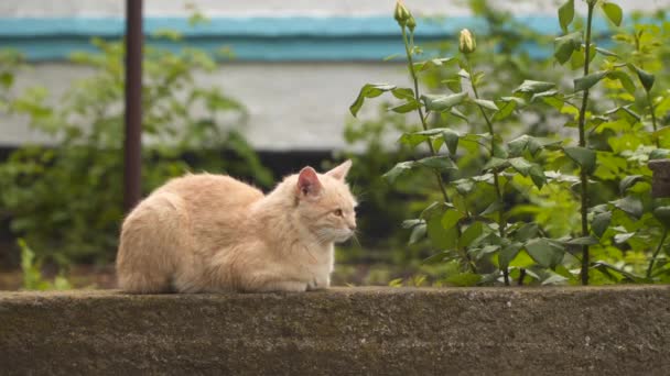 Τζίντζερ Γάτα Κάθεται Ένα Πέτρινο Φράχτη — Αρχείο Βίντεο