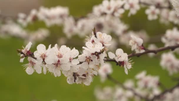 Цветущие Ветви Фруктовых Деревьев Естественная Весна — стоковое видео
