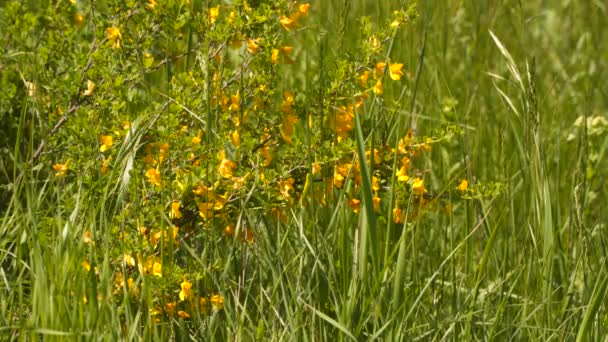 Буш з жовтими квітами серед зеленої трави.. — стокове відео