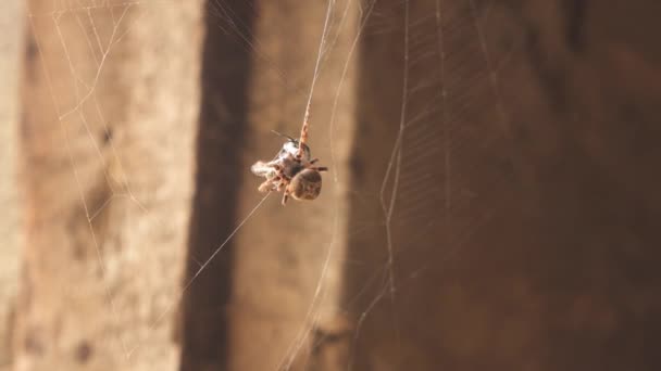 Araña envuelve a la presa — Vídeos de Stock