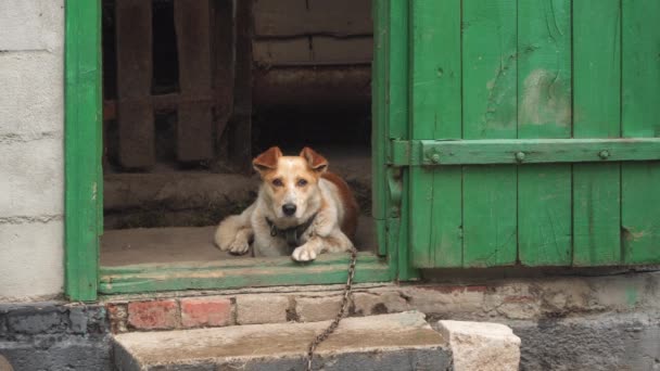 Un perro mestizo en una cadena en la puerta del granero. — Vídeos de Stock