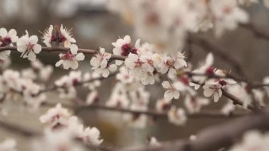 Çiçek açan bir meyve ağacının dalı. Doğal bahar arkaplanı