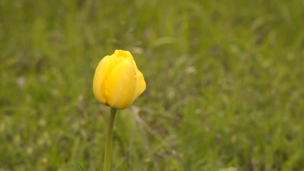 Sárga tulipán egy zöld füves réten. Természetes tavaszi háttér