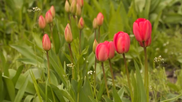 Tulipani Rossi Prato Con Erba Verde Fondo Naturale Primaverile — Video Stock