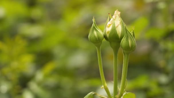 장미의 껍질을 꽃봉오리 자연적 — 비디오