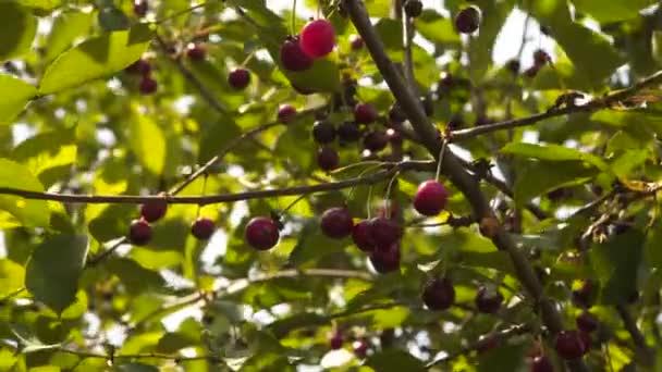 Cerezas Rojas Maduras Ramas Árboles Cerezo Fondo Natural — Vídeo de stock