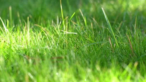 Grünes Gras aus nächster Nähe, Dolly rechts — Stockvideo