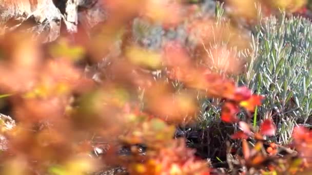 Home projeto do jardim. Flores botânicas naturais. Atmosfera calma, boneca direita — Vídeo de Stock