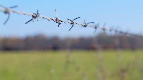 Taggtråd på bakgrunden av ett grönt fält och blå himmel. Framåt — Stockvideo
