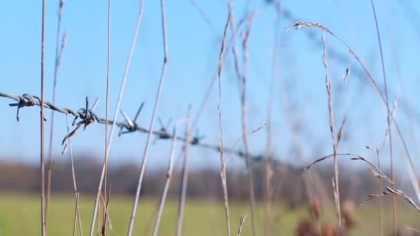早上起来越过铁丝网把草场围起来 — 图库视频影像