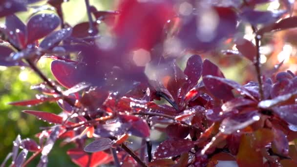 Las hojas rojas del agracejo con las gotas después del vidriado en los rayos del sol matutino. — Vídeos de Stock