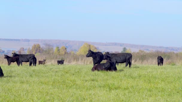 黒アンガス牛の群れは、心配そうに牧草地を残し — ストック動画