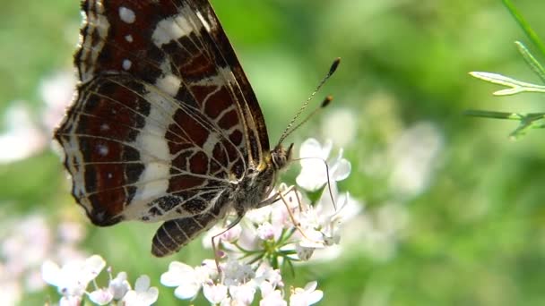 Macro tiro de borboleta alimentando néctar de flor branca - câmera lenta — Vídeo de Stock