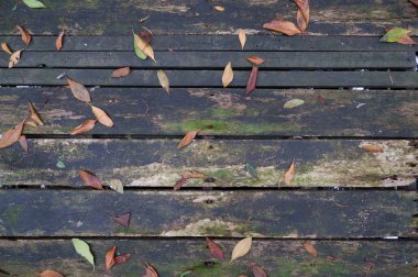 Tahtaya düşen yapraklar, sonbahar temalı arka plan için mükemmel bir fotoğraf.