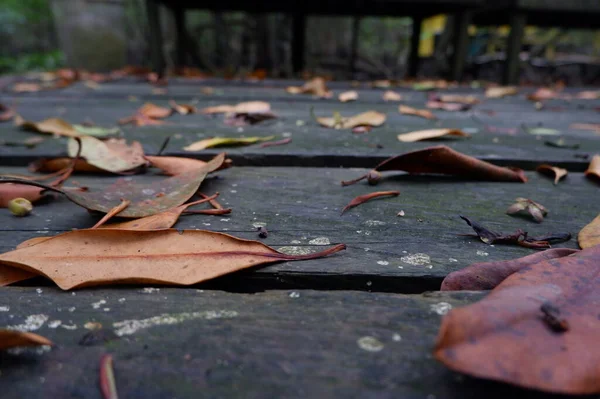 Upadłe Liście Drewnianej Desce Idealne Zdjęcie Tle Jesiennym Motywem — Zdjęcie stockowe