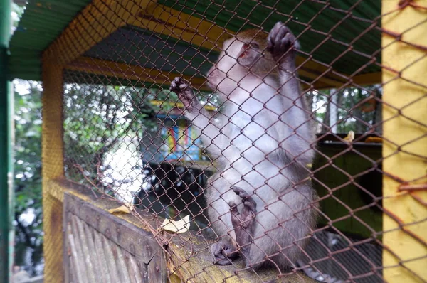 Macaco Bebê Uma Gaiola Parece Triste Sozinho — Fotografia de Stock