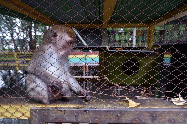 Macaco Bebê Uma Gaiola Parece Triste Sozinho — Fotografia de Stock