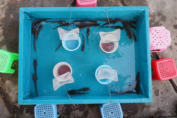 Children Fishing Pool Game Containing Catfish — ストック写真