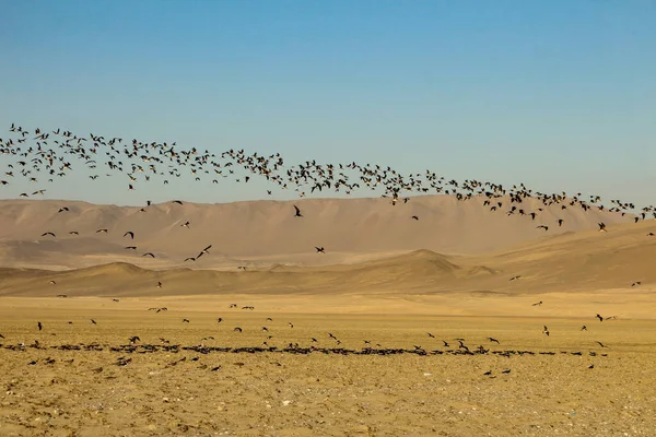 Evening Landscapes Paracas National Reserve Park Peru 免版税图库图片