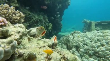 Diving in the depths of the Red Sea, an old shipwreck with a reef and fish